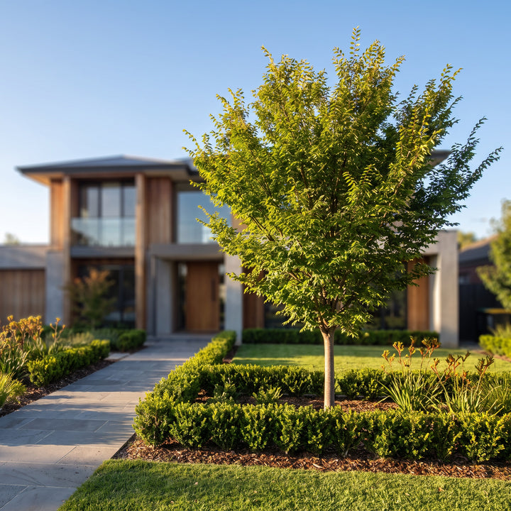 Chinese Elm