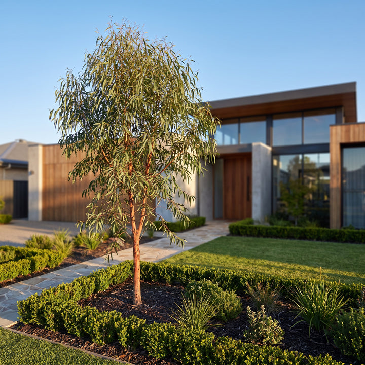 Gum Tree