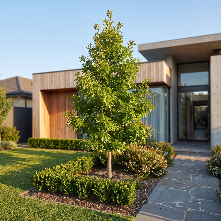 Pin Oak