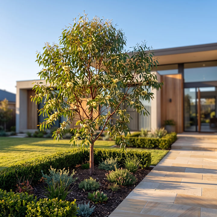 Gum Tree