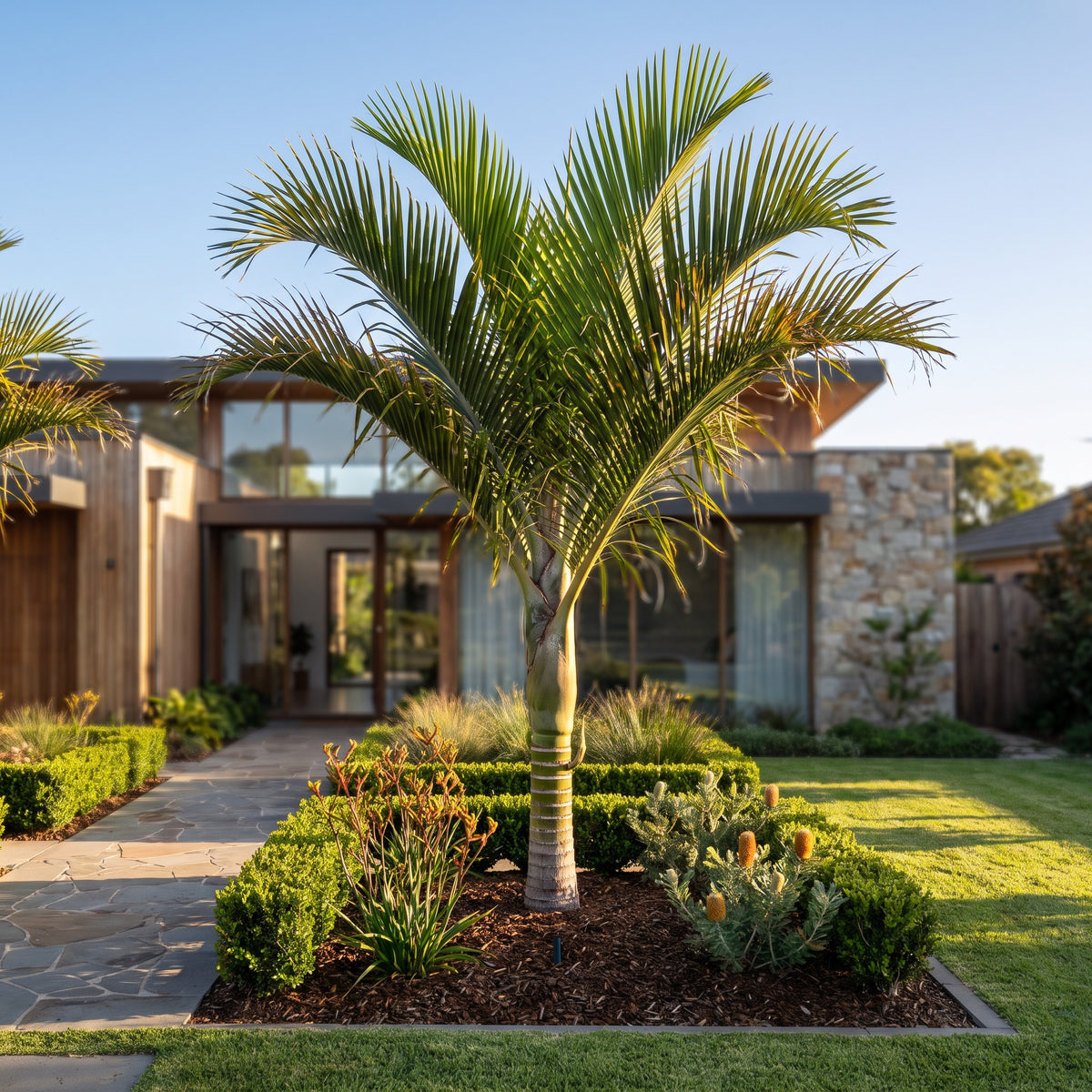 Dypsis carlsmithii