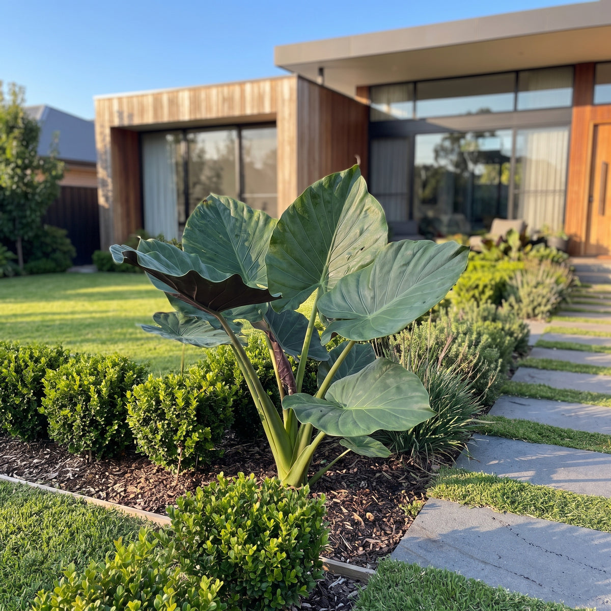 Elephant Ears