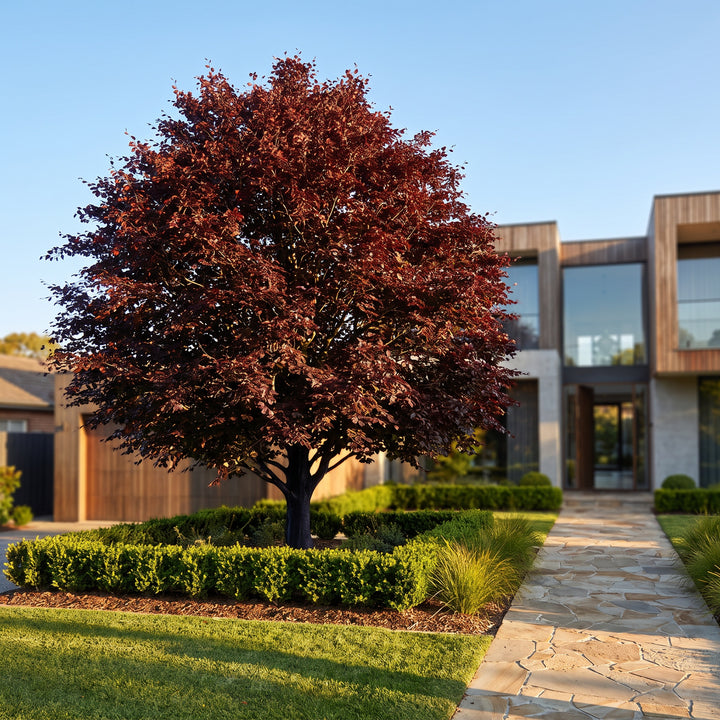 European Beech