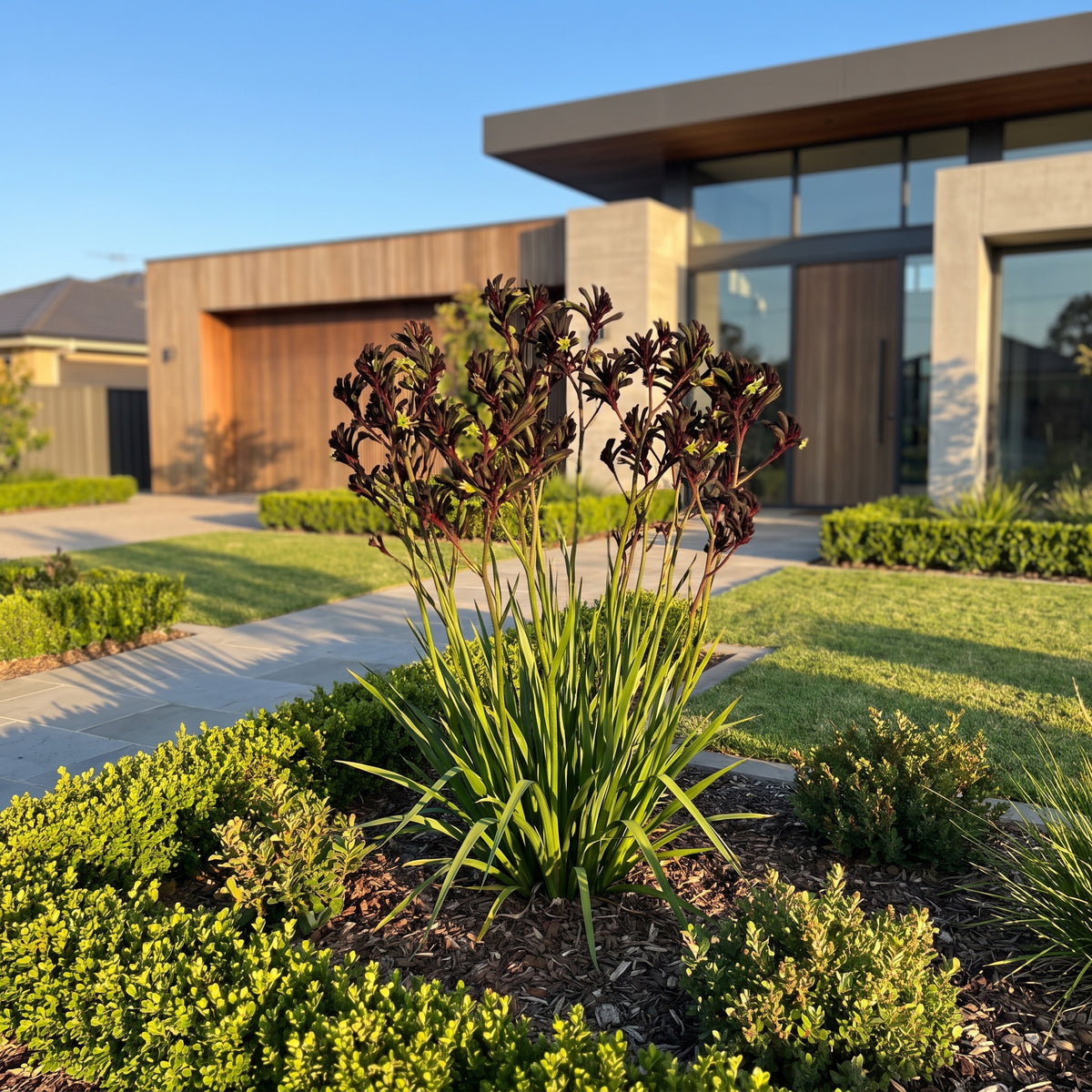 Black Kangaroo Paw