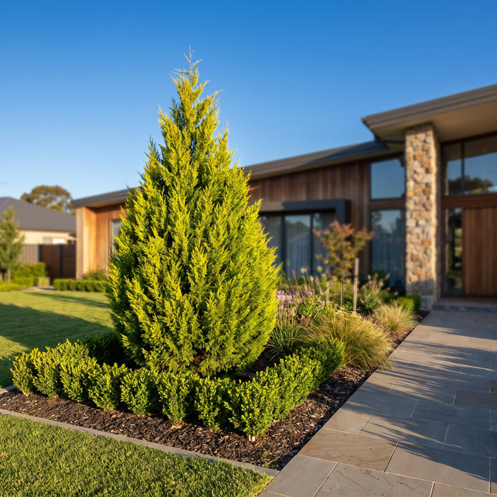Bhutan Cypress