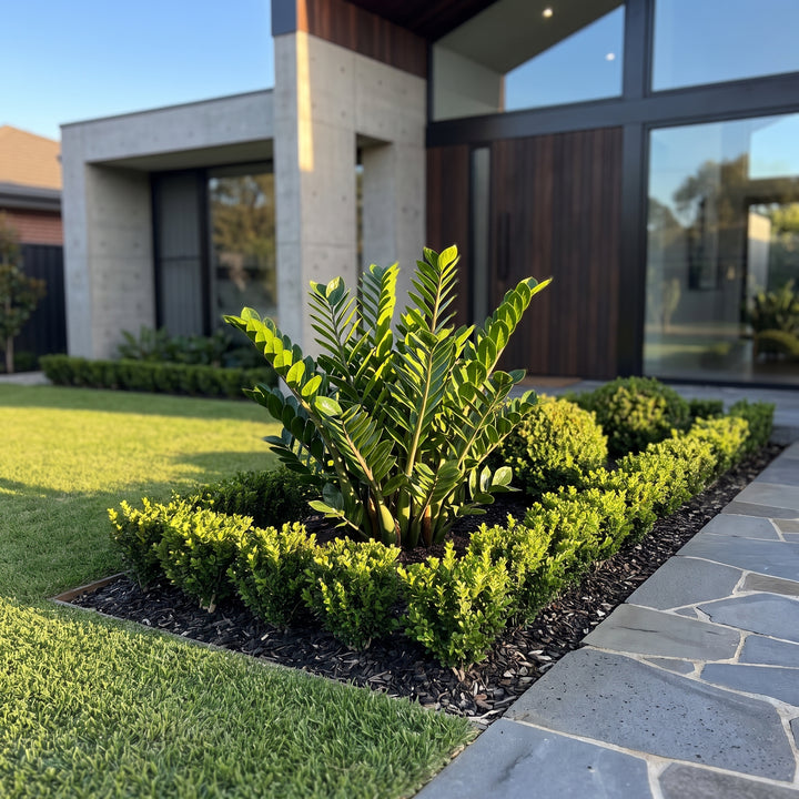 ZZ Plant