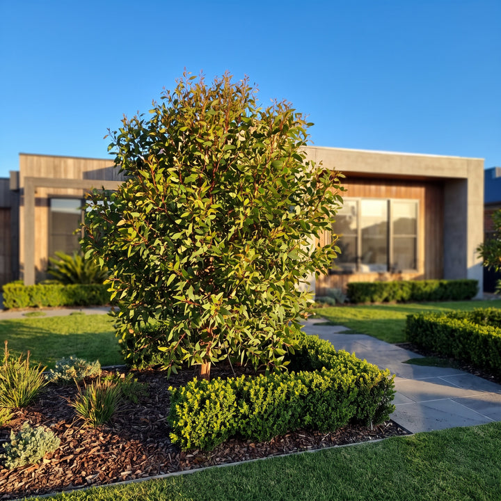 Gum Tree