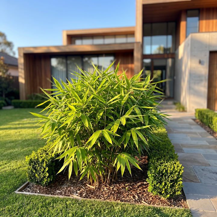 Tiger Grass