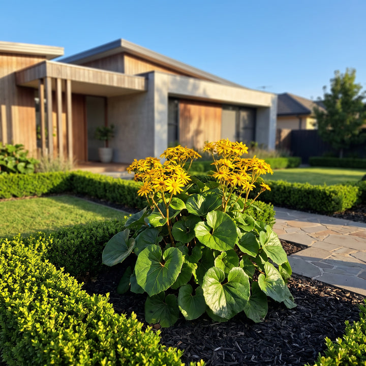Leopard Plant
