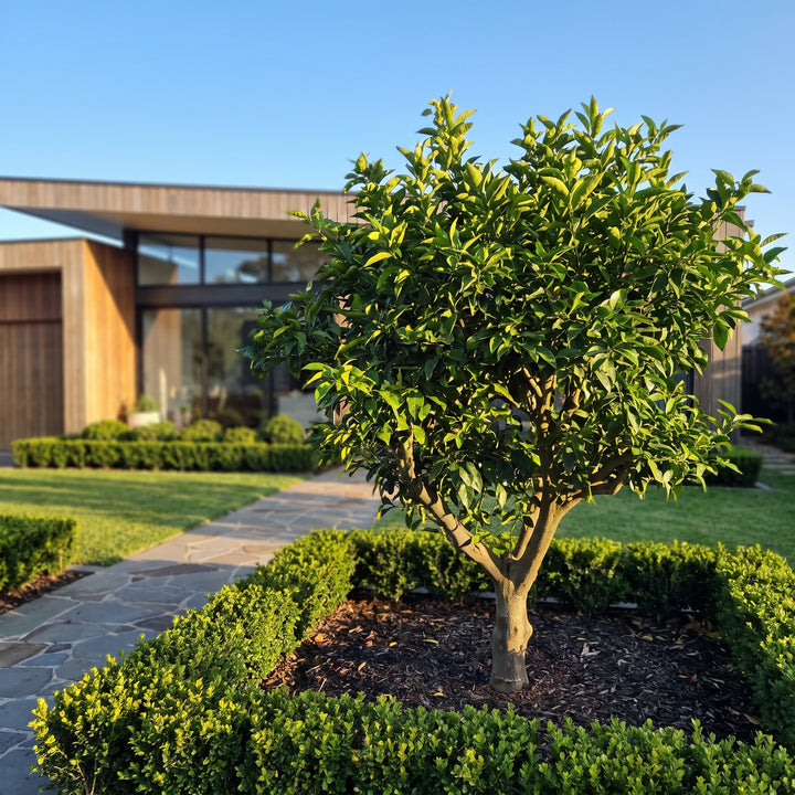 Ellendale Mandarin