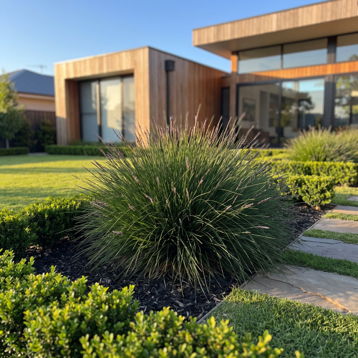 Zoysia Zen Grass