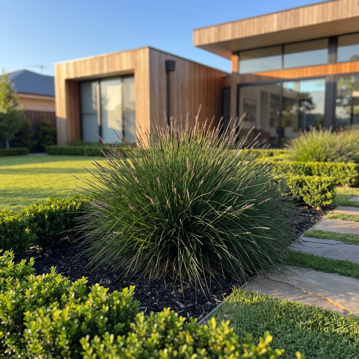 Zoysia Zen Grass