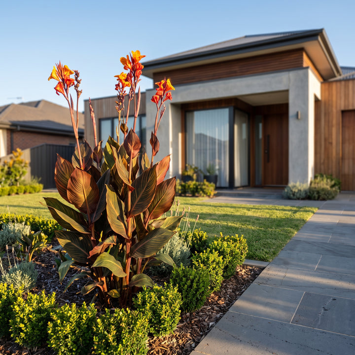 Canna Lily