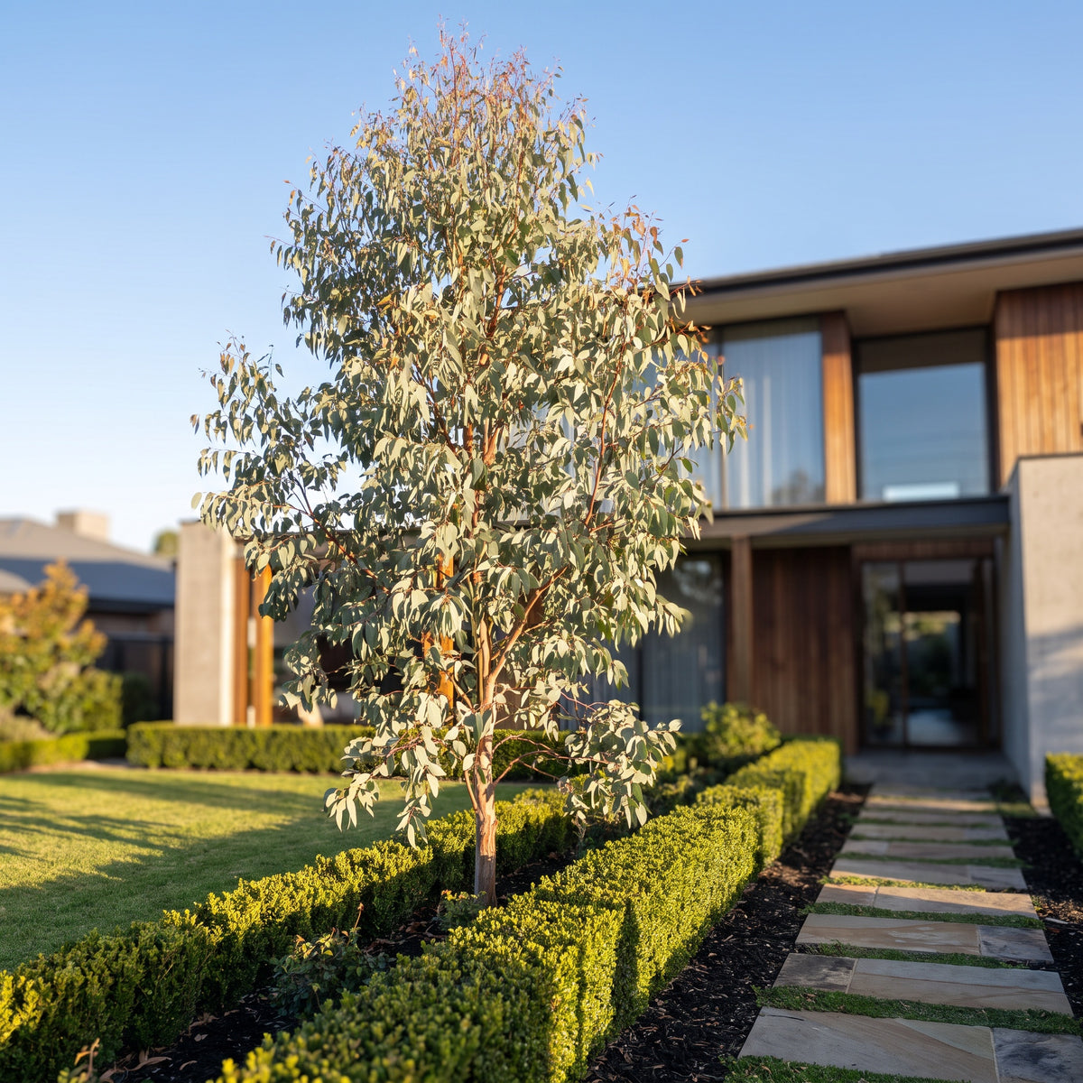 Snow Gum
