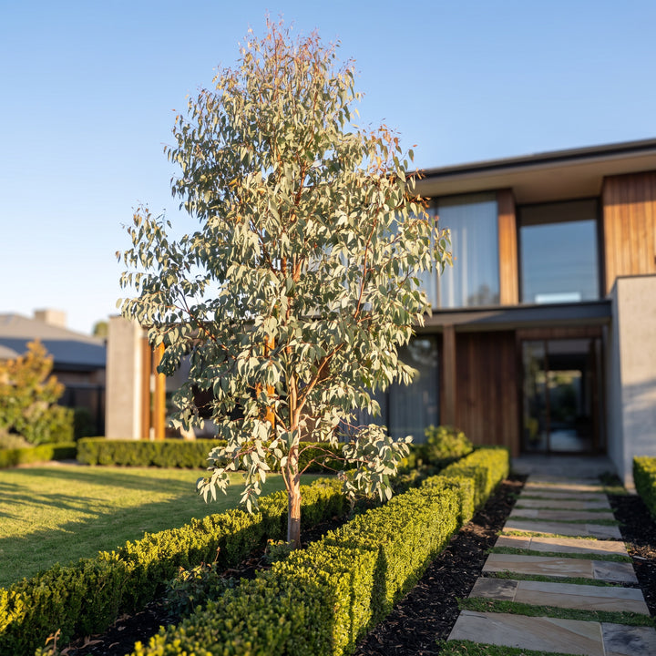 Snow Gum