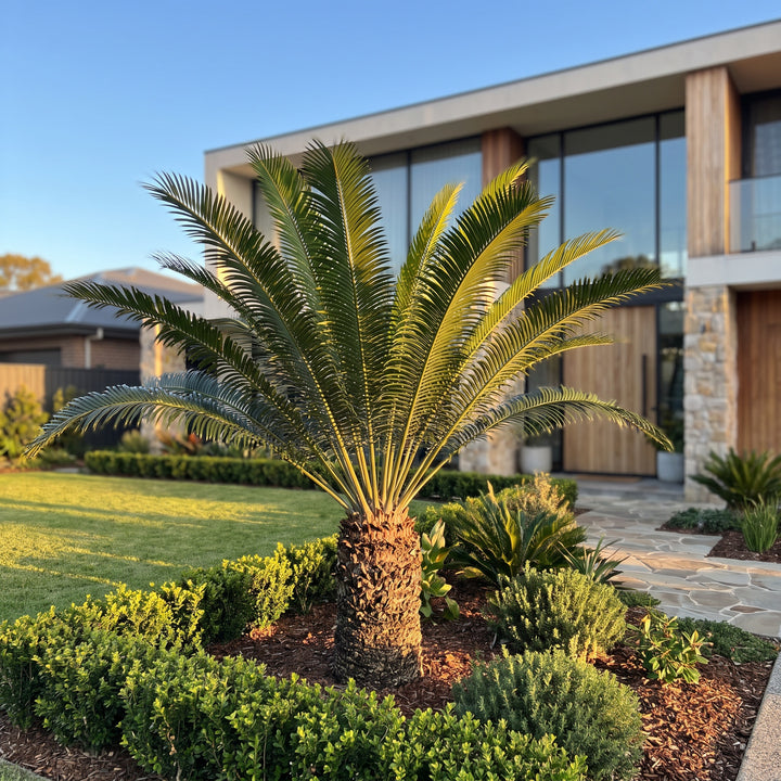 Pineapple Zamia