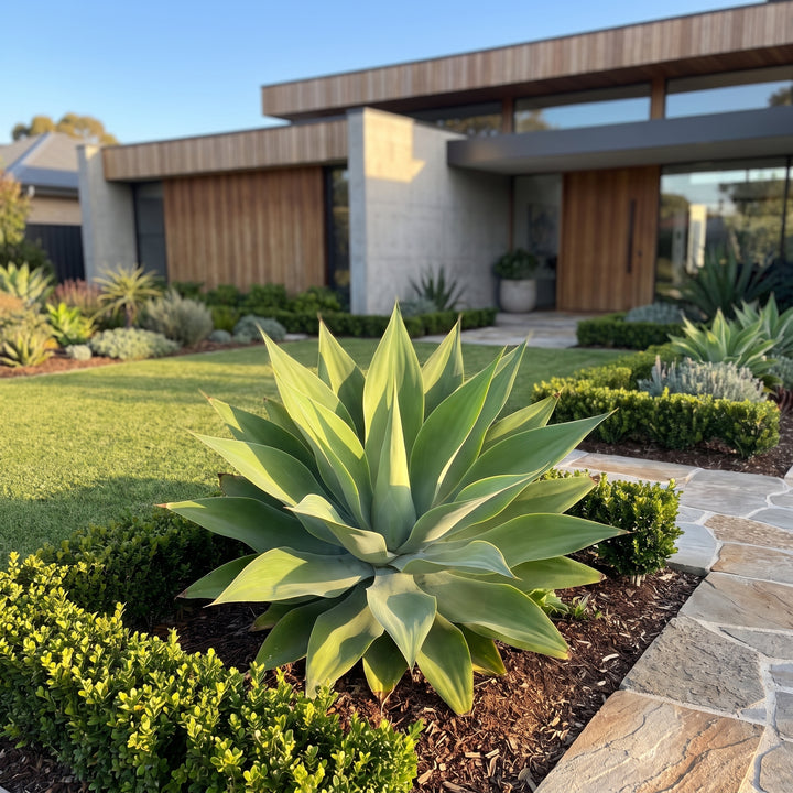 Foxtail Agave