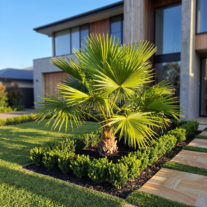 Fan Palm