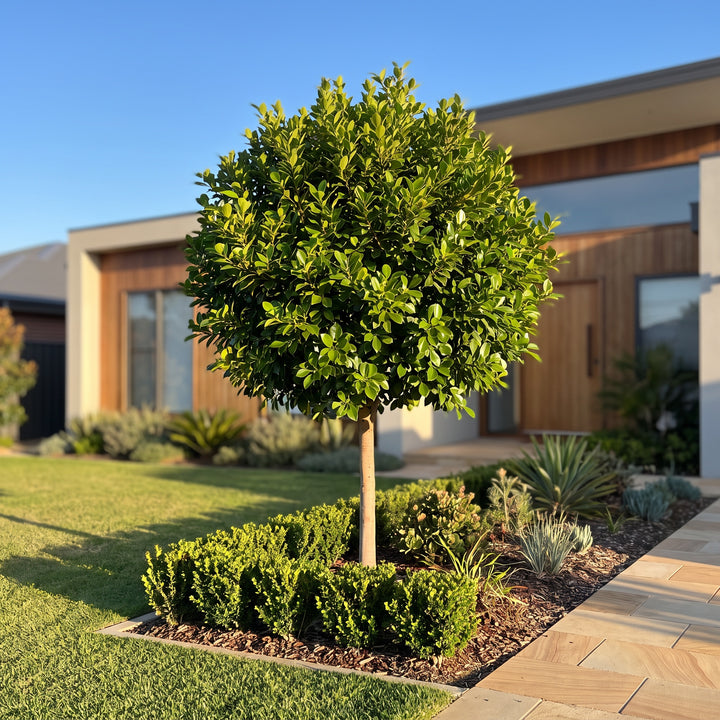 Hill's Weeping Fig